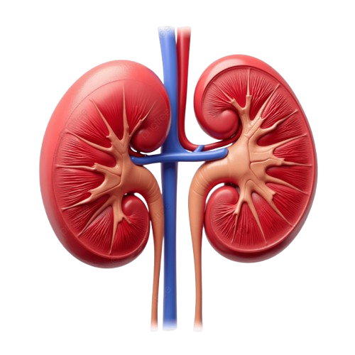 Kidney Stone Treatment